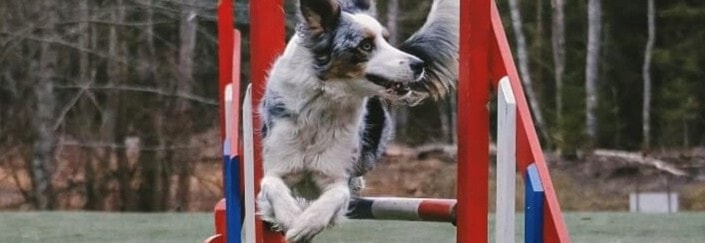 Blåbærkonkurranse 1/3